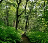 Path through the woods