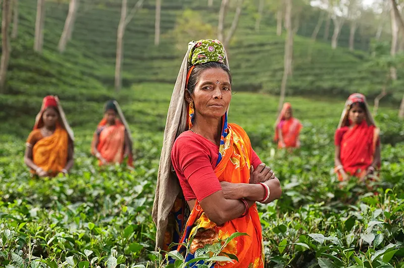 Kvinnor i röda och orangefärgade saris på en plantage i Indien.