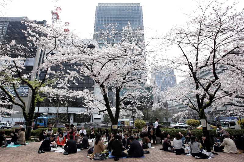 Kirsebærtre i blomst på et torg i Japan med grupper av mennesker som sitter og spiser.