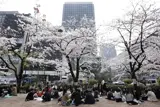 Körsbärsträd i blom på ett torg i Japan med grupper av människor som sitter under och äter lunch