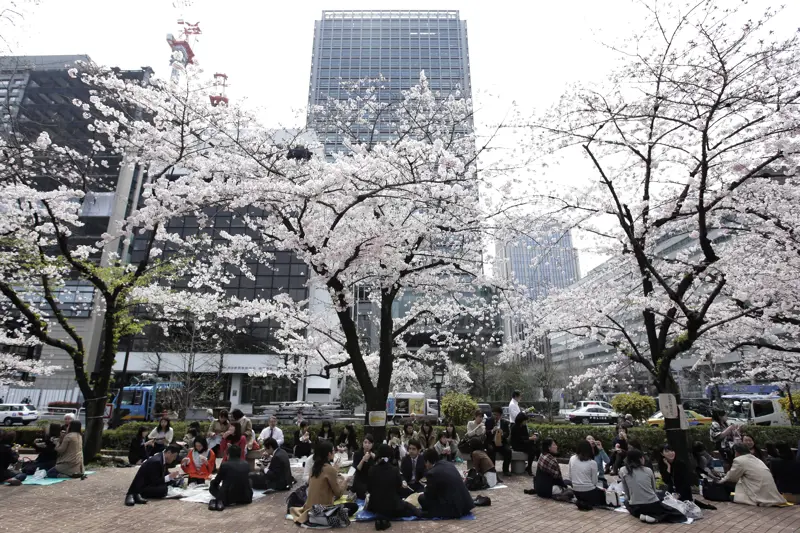 Körsbärsträd i blom på ett torg i Japan med grupper av människor som sitter under och äter lunch