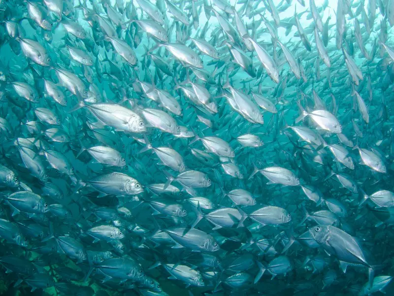 Fish swimming in sea