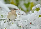 Fugl på en snøkledd gren