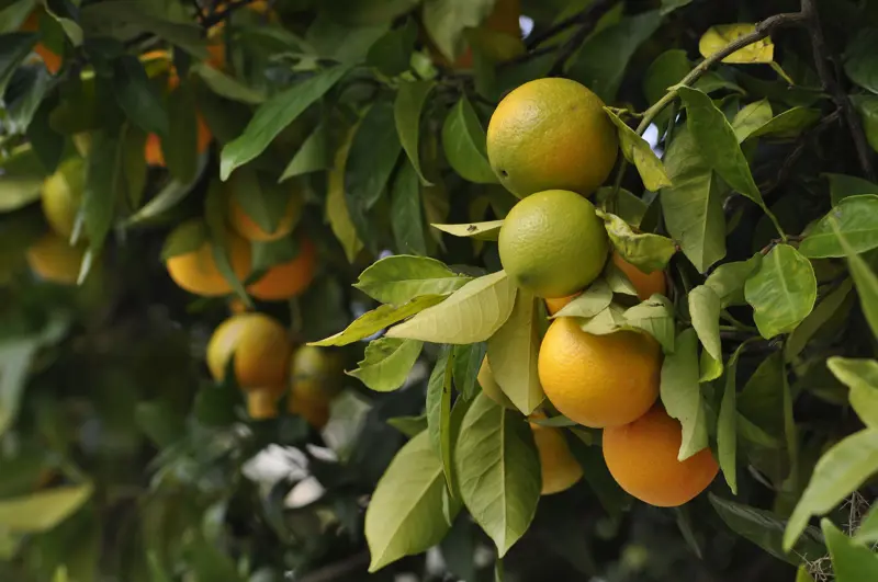 Oranges on tree