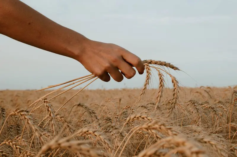 hand in wheat field